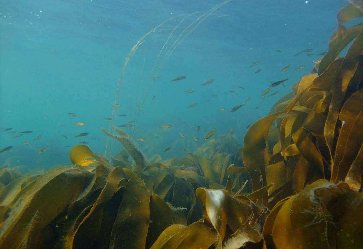 exploring-the-‘blue-carbon’-potential-of-marine-habitats