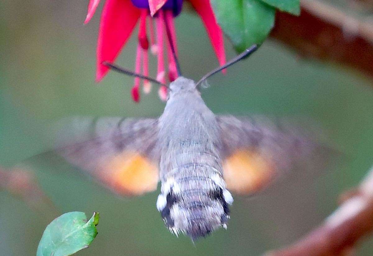 hummingbird-hawkmoths-spotted-in-whalsay