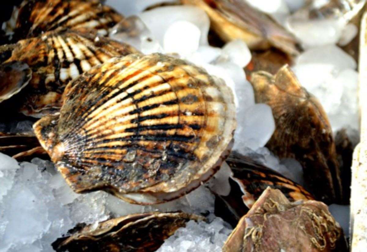 no-monitoring-at-sewage-overflows-in-all-but-one-protected-shellfish-area
