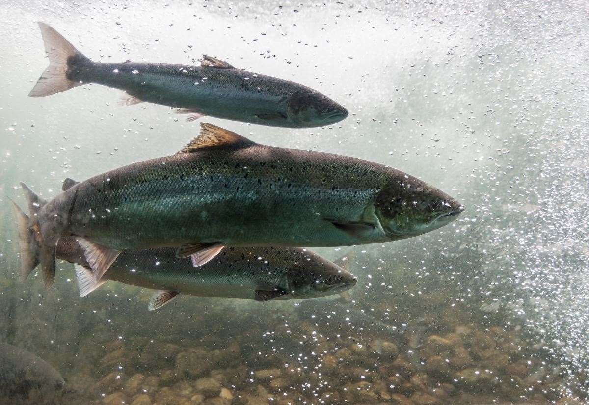 “on-notice”-—-scottish-government-pledges-new-legal-guidance-for-farmed-fish-welfare
