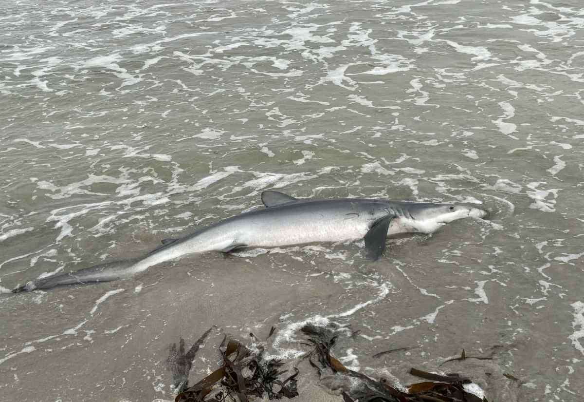 blue-shark-strands-in-south-mainland