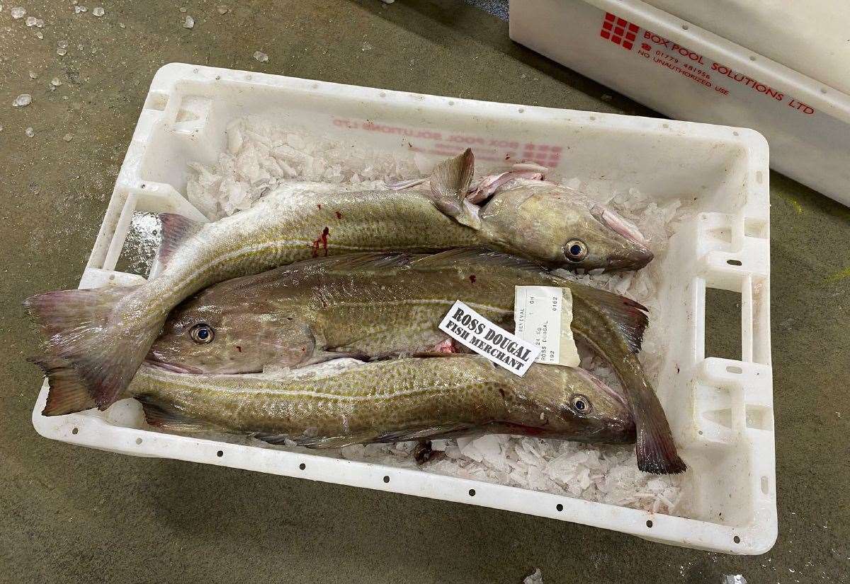 harbour-report:-good-cod!-record-breaking-fish