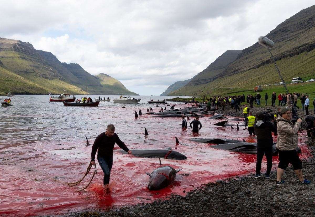 poll:-should-faroe-end-its-tradition-of-hunting-pilot-whales?