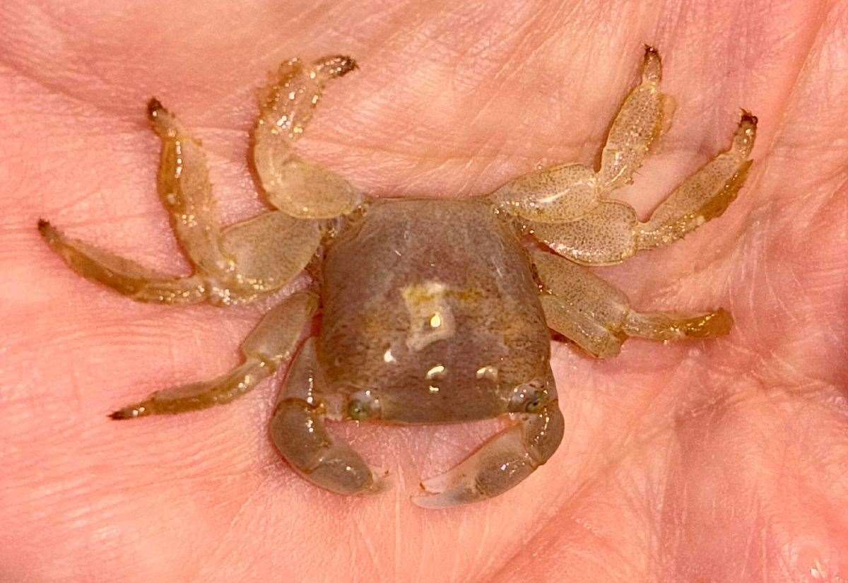 beachcombers-discover-rare-columbus-crab