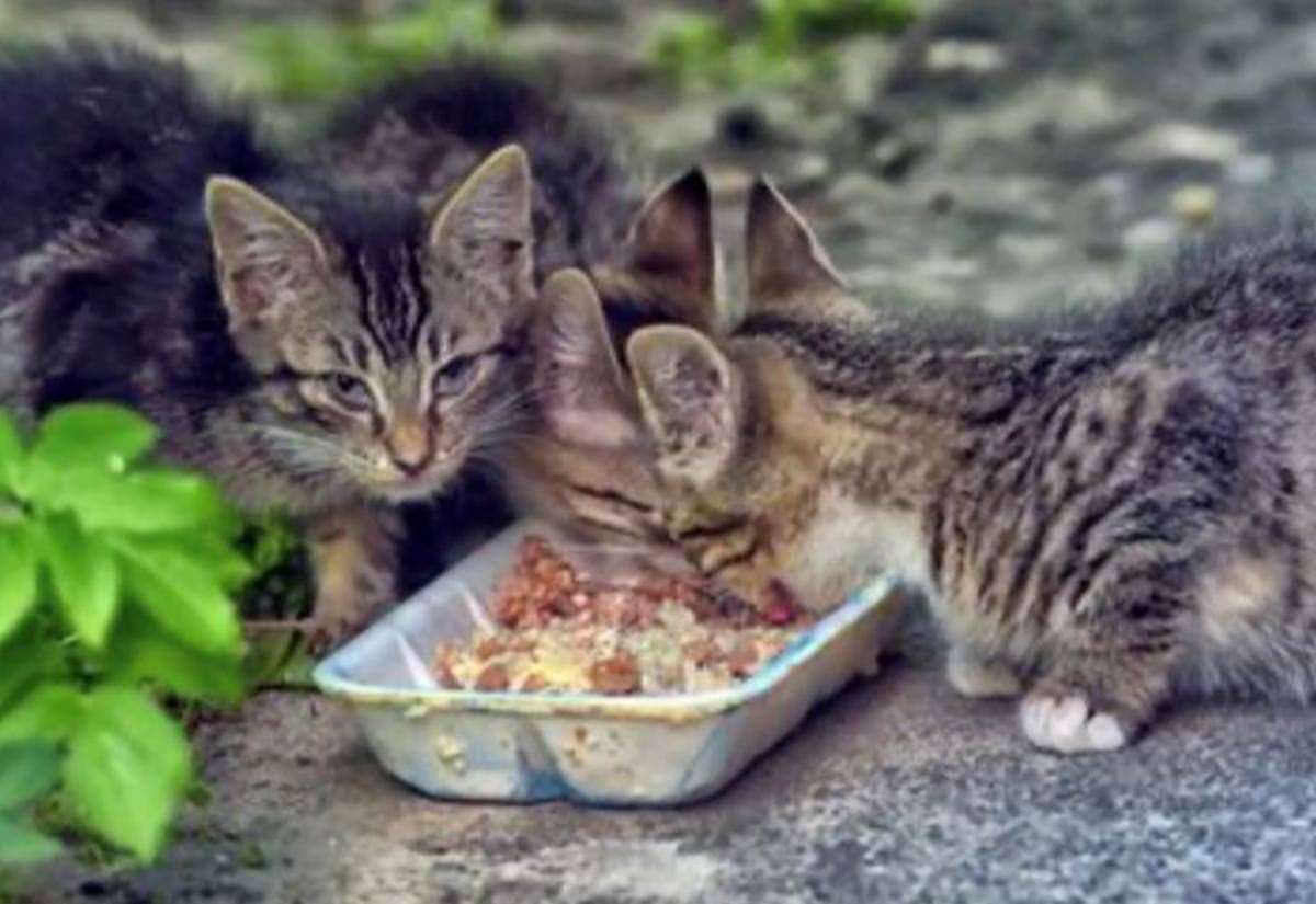 charity-rescues-feral-cat-and-abandoned-kittens-after-‘tremendous-response’-to-appeal