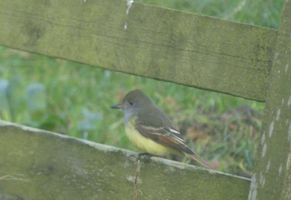 european-record-found-in-shetland