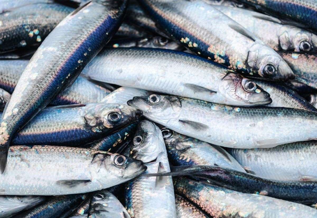“absolute-outrage”-over-eight-per-cent-scottish-share-in-new-westminster-fishing-fund