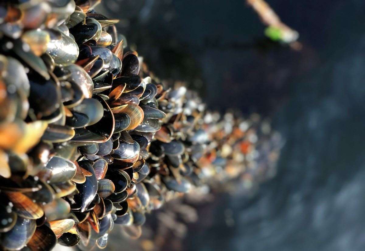 shetland-mussels-tipped-in-winning-waitrose-dish