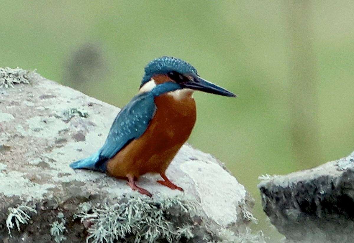 kingfisher-found-in-lerwick