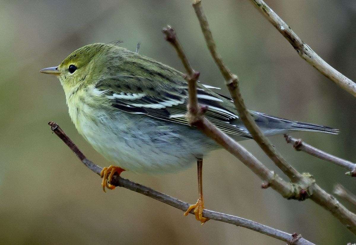 nature:-rare-vagrant-the-blackpoll-warbler-makes-its-sixth-recorded-appearance-in-shetland