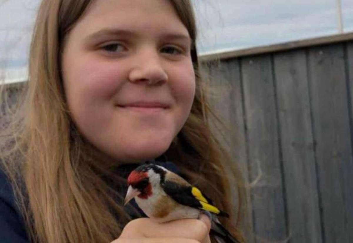 goldfinch-arrives-in-fair-isle-after-400-mile-journey