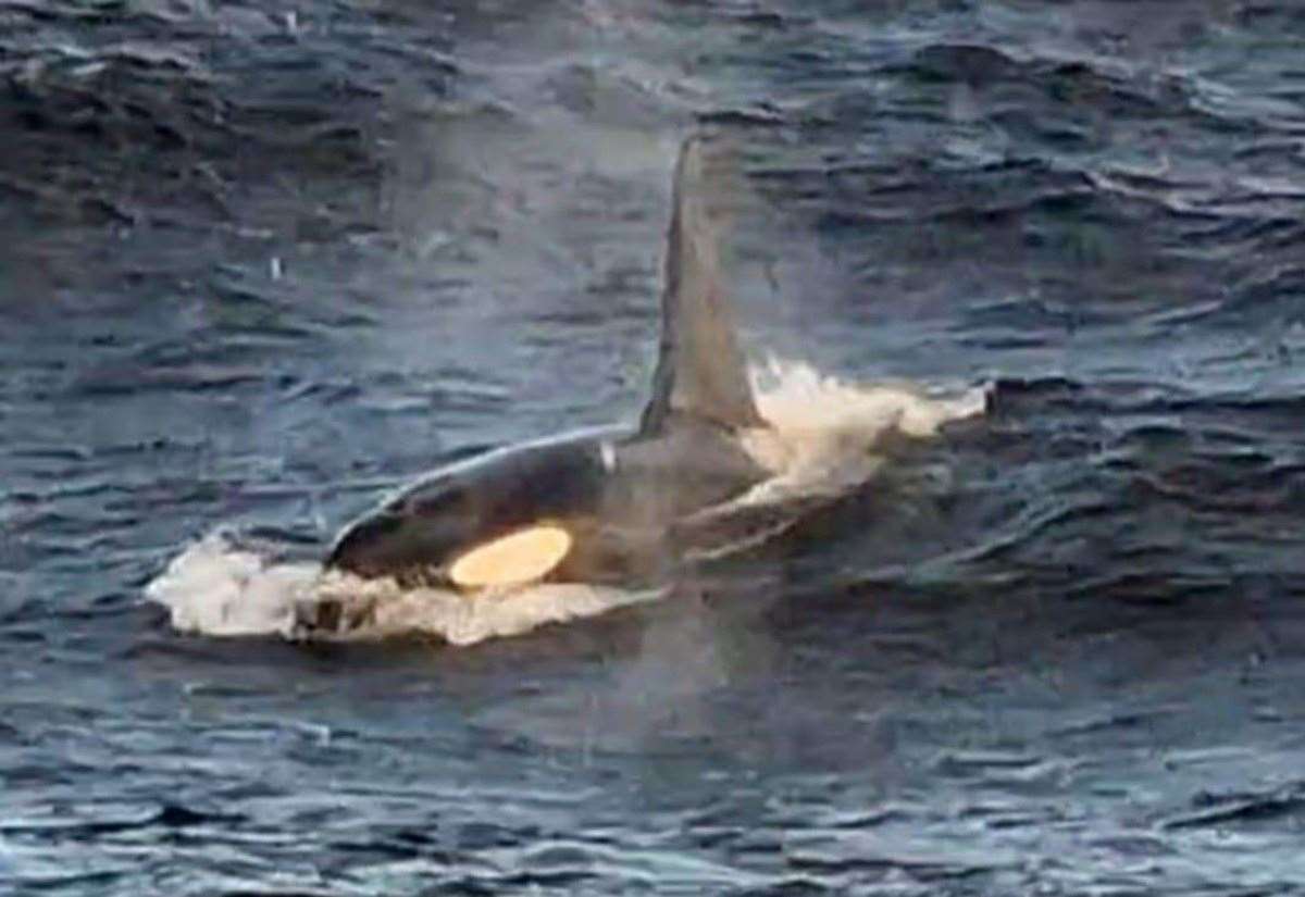 orcas-and-humpback-whales-put-on-epic-display
