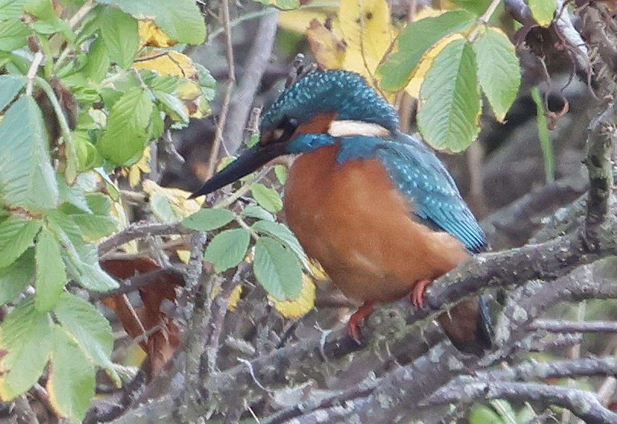 nature:-kingfisher’s-head-and-beak-inspired-designs-for-japanese-bullet-trains