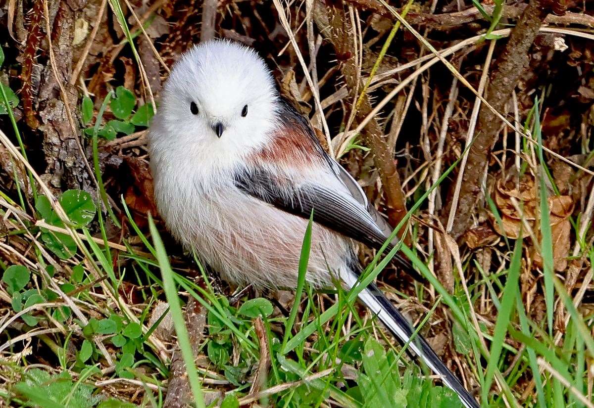 recent-influx-of-rare-vagrants-are-high-up-the-‘cute’-list-with-their-fluffy-plumage,-long-tails-and-dark-eyes