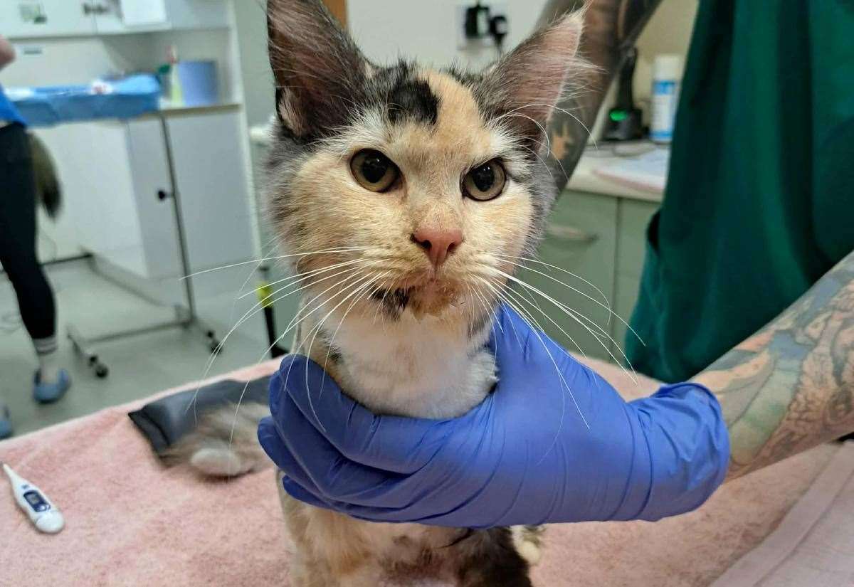 vets-ask-‘is-this-your-missing-cat’?