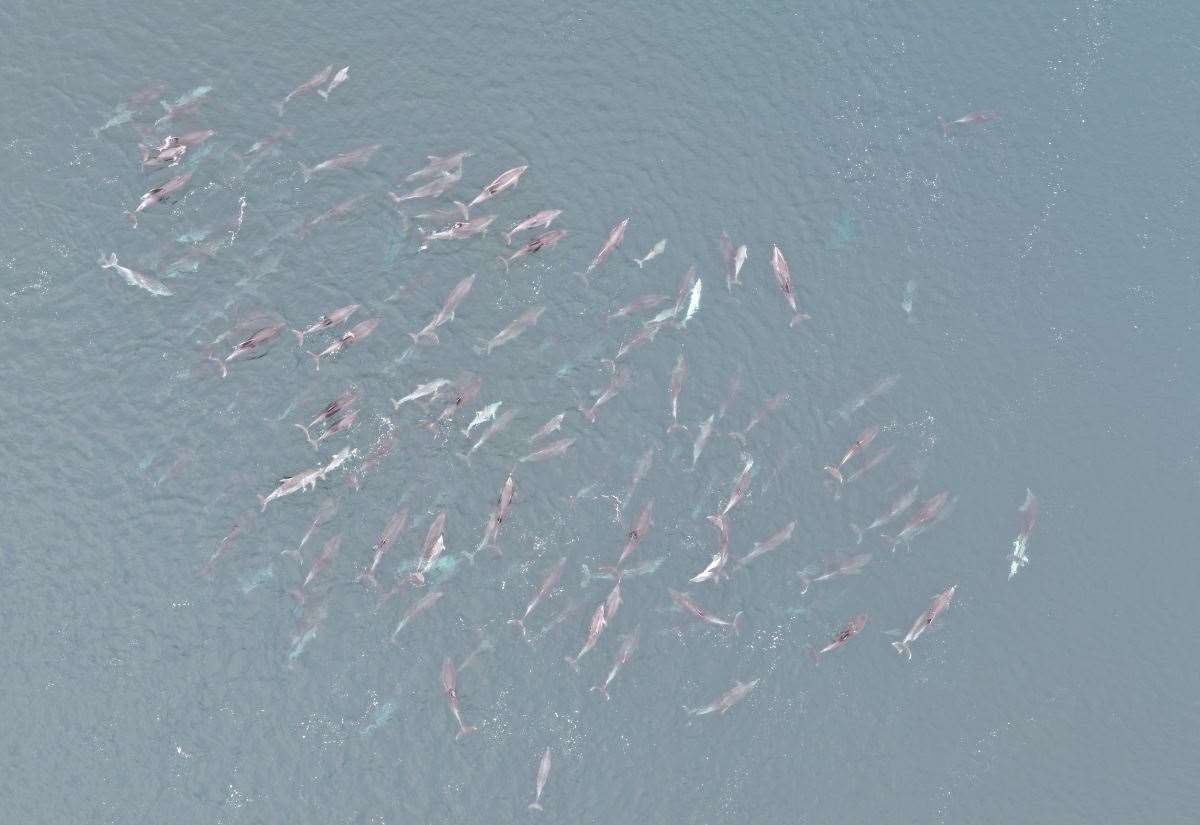 watch:-large-nursery-pod-of-bottlenose-dolphins-makes-waves-with-wildlife-watchers
