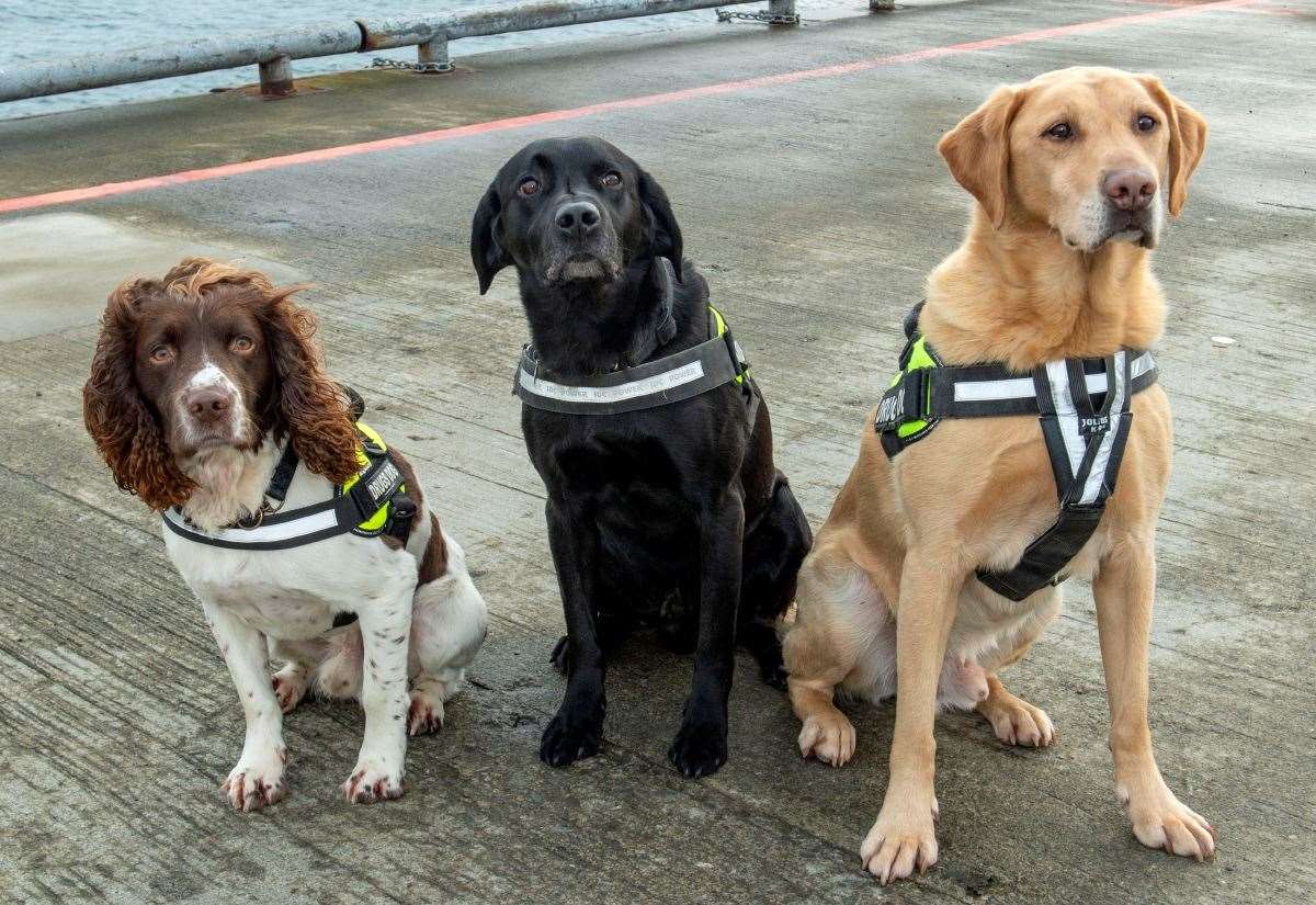 dogs-against-drugs-needs-new-funding-model,-police-chief-says