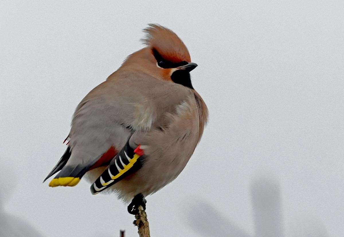nature:-bohemian-waxwings-get-drunk-on-fermented-fruit-but-have-large-livers-to-quickly-metabolise-the-alcohol